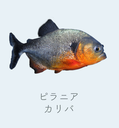 珍しい魚