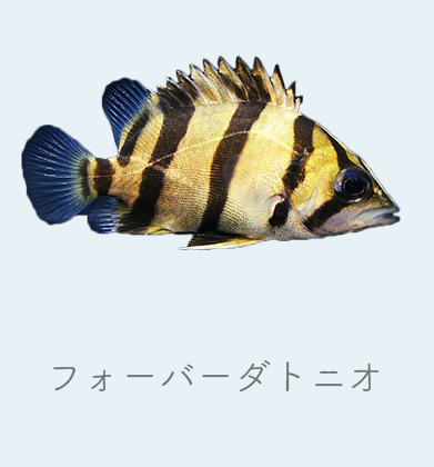 珍しい魚