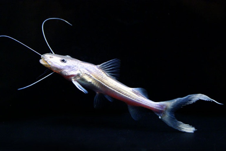 ドラドキャット ドラドキャット | まっかちん