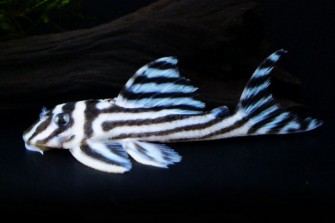 img57597952-e1296569341164