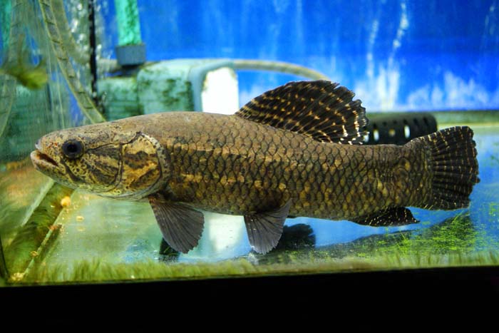 ブラックタライロン 水槽セット