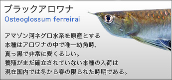 ブラックアロワナ