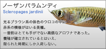 ノーザンバラムンディ