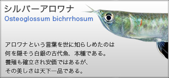 シルバーアロワナ