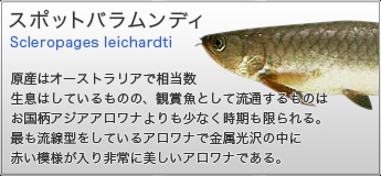 スポットバラムンディ