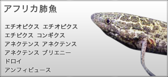 アフリカ肺魚