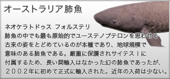 オーストラリア肺魚