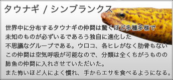 タウナギ/シンブランクス