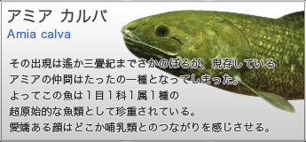 アミア　カルバ