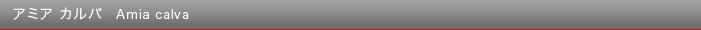 アミア カルバ